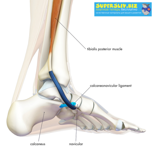 [Анна Воронина, Антон Шапочка] Тренировка стопы. К_0.png